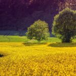 Innovative Approaches in Rekshino Agriculture: A Paradigm Shift in Farming