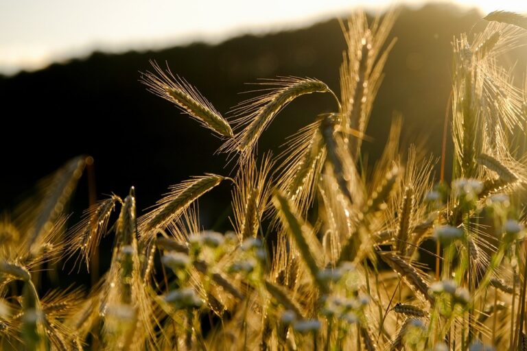 Innovations in Rye Farming Techniques in Russia