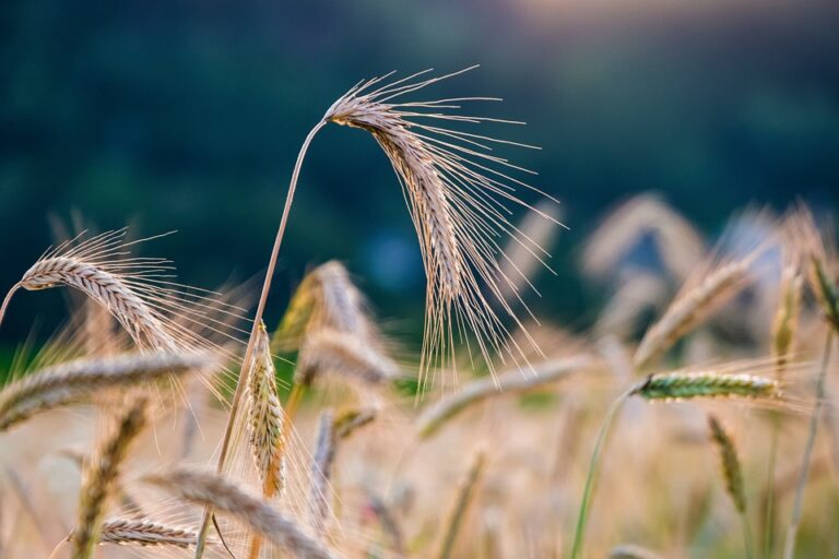 Exploring the Rich History of Rye Farming in Russia