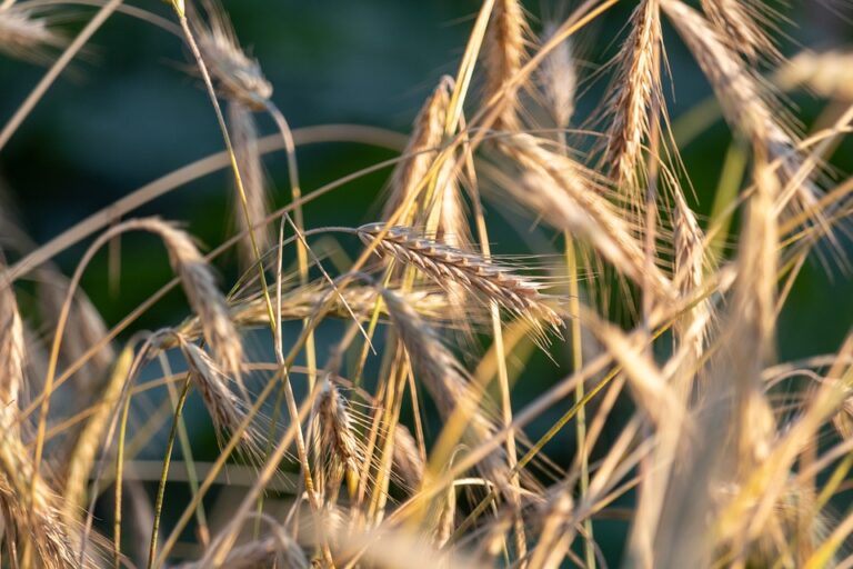 The Role of Rye Farming in Russian Agriculture Today