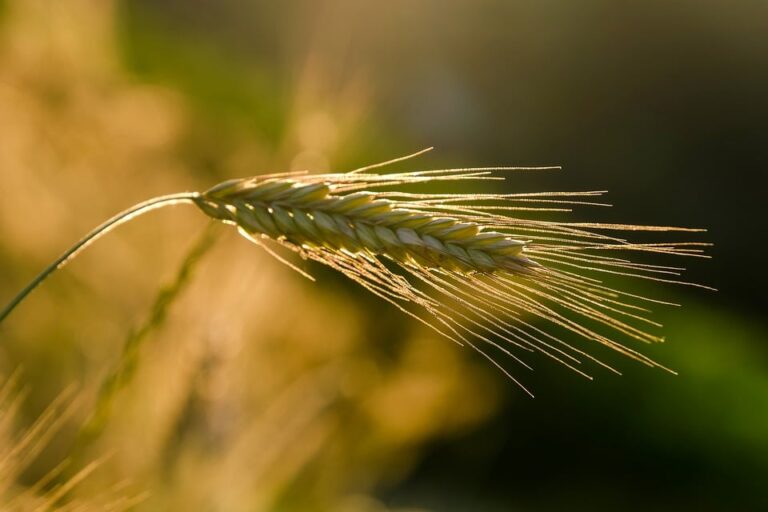 Maximizing Crop Yields through Rekshino Agricultural Techniques