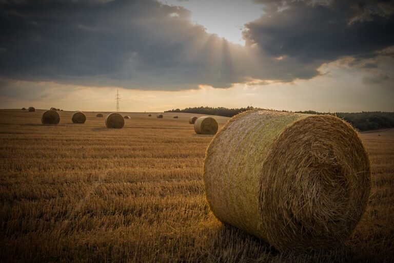 The Role of Small Farms in Russia’s Rural Economy