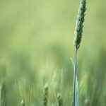 Exploring the Benefits of Rekshino Agriculture for Sustainable Food Production