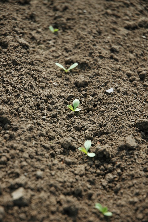 The Role of Traditional Practices in Plowing and Sowing in Rekshino