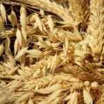 From Famine to Feast: The Impact of Rye Cultivation in Early America