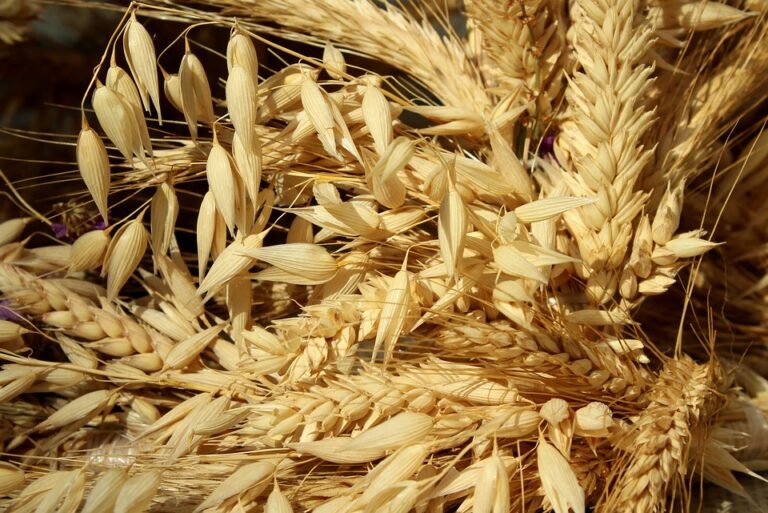 From Famine to Feast: The Impact of Rye Cultivation in Early America