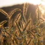 The Rise and Fall of Rye Cultivation: A Look at Changing Agricultural Trends