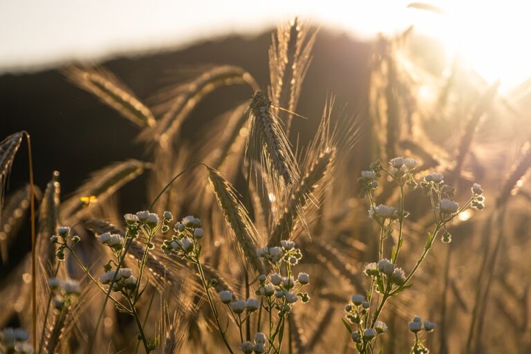 The Rise and Fall of Rye Cultivation: A Look at Changing Agricultural Trends