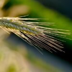 Rye Cultivation in the Industrial Revolution: Transforming Agriculture