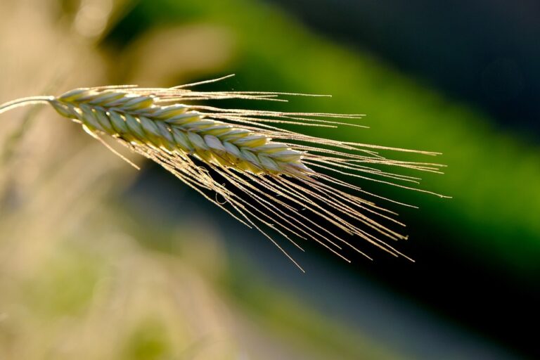 Rye Cultivation in the Industrial Revolution: Transforming Agriculture