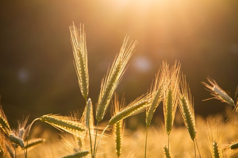 The Evolution of Rye Farming Techniques: A Historical Overview