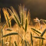 The Rich History of Rye Cultivation: From Ancient Grains to Modern Crops