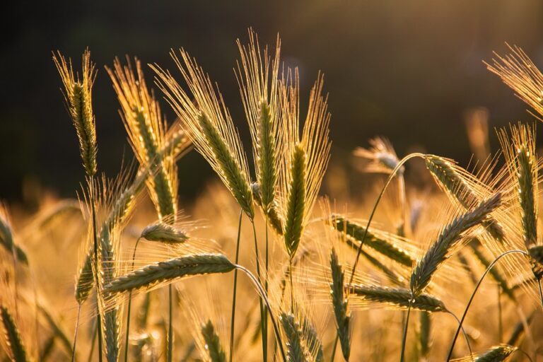 The Rich History of Rye Cultivation: From Ancient Grains to Modern Crops