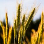 Rye Cultivation in Medieval Europe: A Staple Crop with a Storied Past