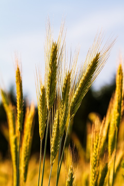 Rye Cultivation in Medieval Europe: A Staple Crop with a Storied Past