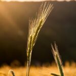 Exploring the Origins of Rye Cultivation: A Journey Through Time