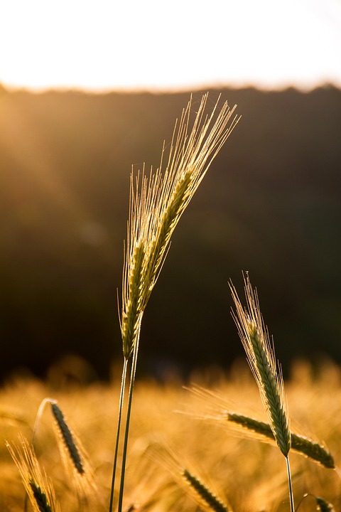 Exploring the Origins of Rye Cultivation: A Journey Through Time