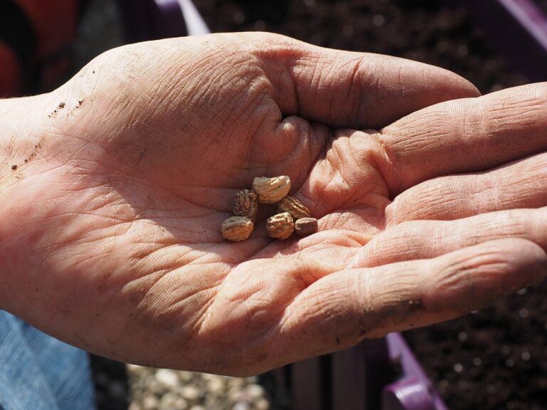 Celebrating the Harvest: The Rewards of Successful Plowing and Sowing in Rekshino